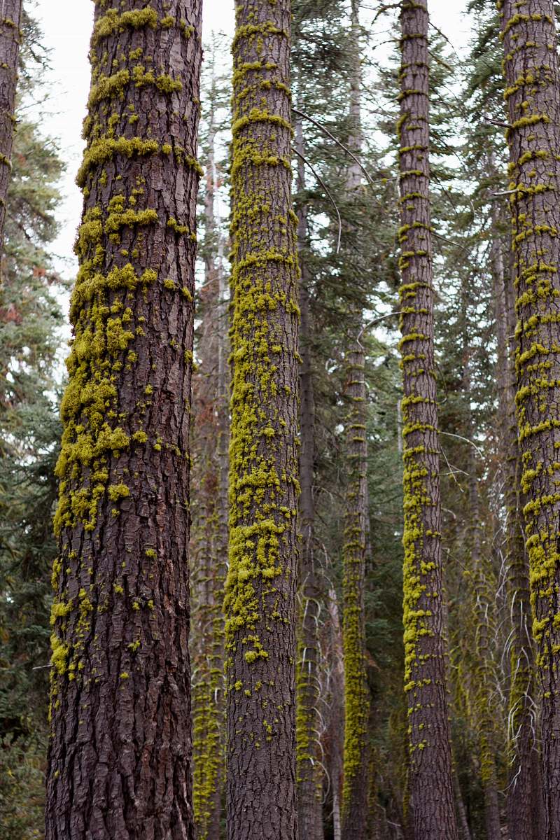 tree trunk tree trunks nature